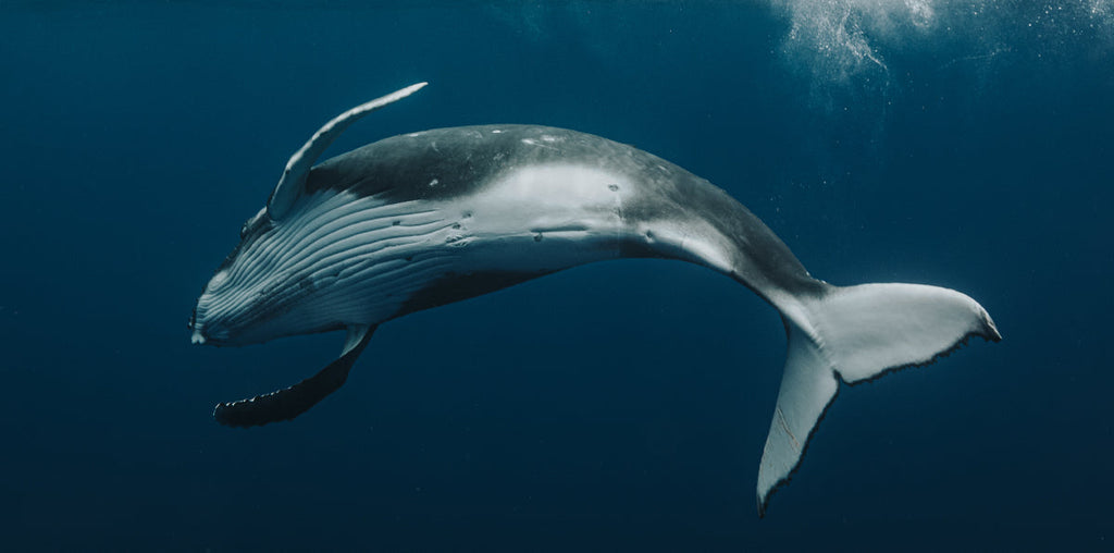 Dances With Whales: Meet Real-Life Mermaid Tara Timpone