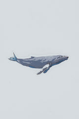 wings hawaii whale sticker