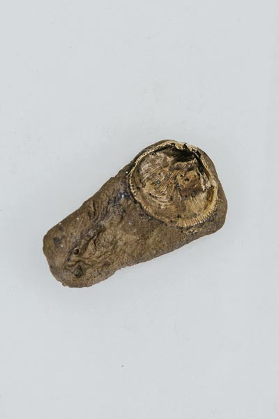 Bronze Shell Jewelry Dishes