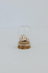 Curiosity Dome Jars thumbnail