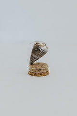 Curiosity Dome Jars thumbnail