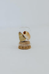 Curiosity Dome Jars thumbnail