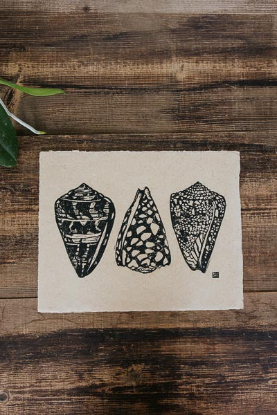 Cone Shell Collection Print