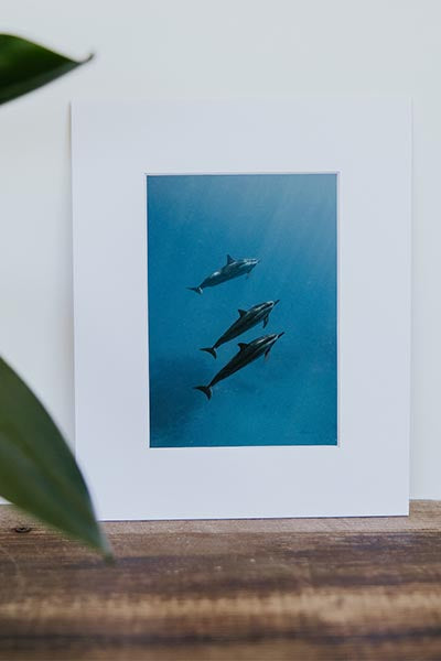 Tara Shay Photo - Dolphins Matted Print