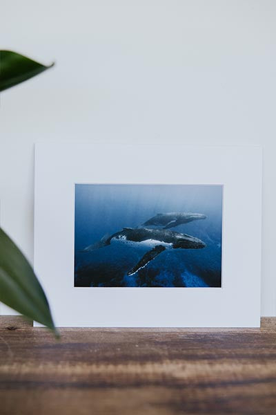 Tara Shay Photo - Whales On Reef Matted Print