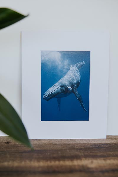 Tara Shay Photo - Whale Approach Matted Print