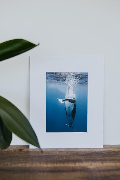 Tara Shay Photo - Whale Dance Matted Print