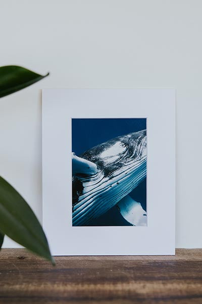 Tara Shay Photo - Whale Eye Matted Print